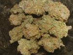 Where to Buy Cannabis Online Dubbo Buy Weed Online Australia. These buds are pretty to look at with colors like purples, blues all coated in orange hairs.