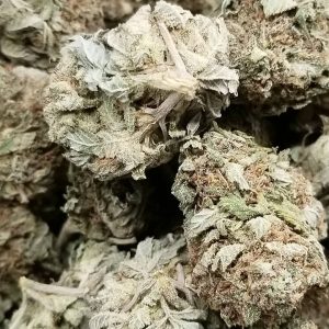 Buy Purple Lemon Haze Online Australia Buy Weed In Townsville. It has been characterized as the smell of fresh peeled lemon slices with a similar taste.