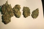 Buy Weed Online Maryborough Buy Critical Kush Online Australia. Its notes of earthiness and spice usher in a calming sensation that relaxes mind and body.