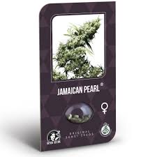 Buy Jamaican Pearl Weed in Australia Buy Weed Online Adelaide. Its sweet potent outdoor sativa brings a taste of the Caribbean to cannabis consumers.