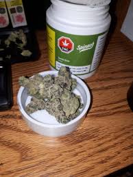 Buy Sensi Star Strain Online Hervey Bay Buy Cannabis Australia. The effects of this strain will make you feel relaxed and sedated from head-to-toe.